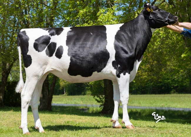 DOSE TAUREAU PERITIO P - NFR8844173782 - 6695828