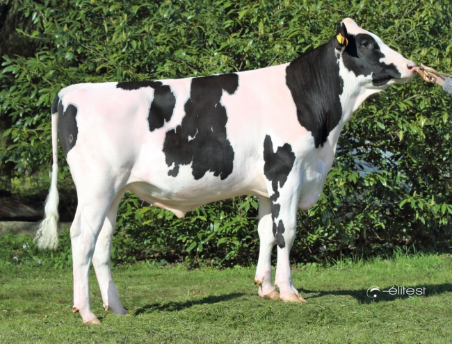 DOSE TAUREAU READYCASH - NFR8844273395 - 6696563