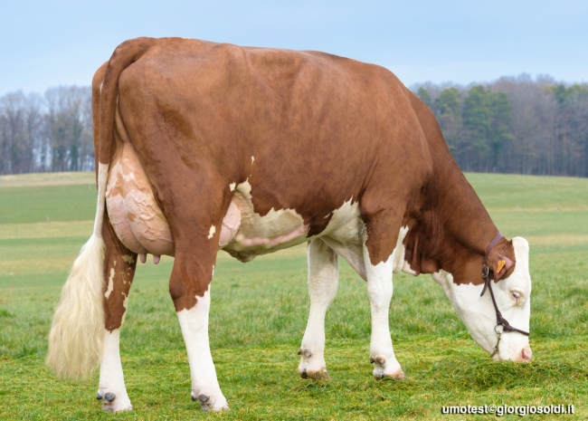 DOSE TAUREAU USTINO - NFR9023898106 - 46A3018