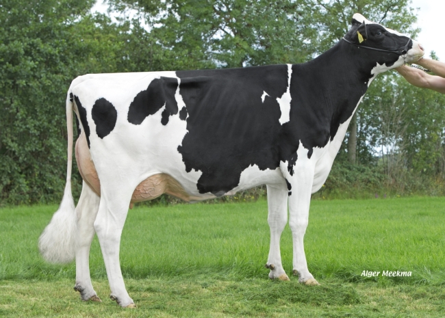 DOSE TAUREAU KP CARTER - NNL000765751337 - 6691731