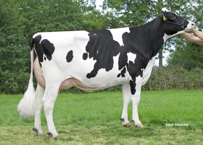 DOSE TAUREAU KP CARTER - NNL000765751337 - 6691731