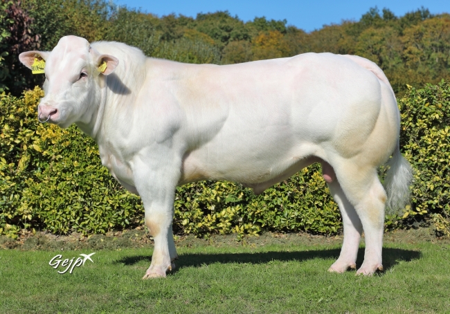 DOSE TAUREAU BLUESKY - NNL566458183 - 2597549