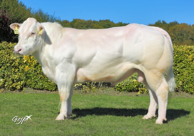 DOSE TAUREAU BLUELIGHT - NNL566458222 - 2597550