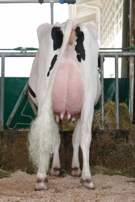 DOSE TAUREAU LIAISON - NUS003142181106 - 66A0755