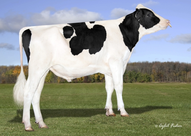 DOSE TAUREAU PIXIE COOP - NUS003201895128 - 6696686
