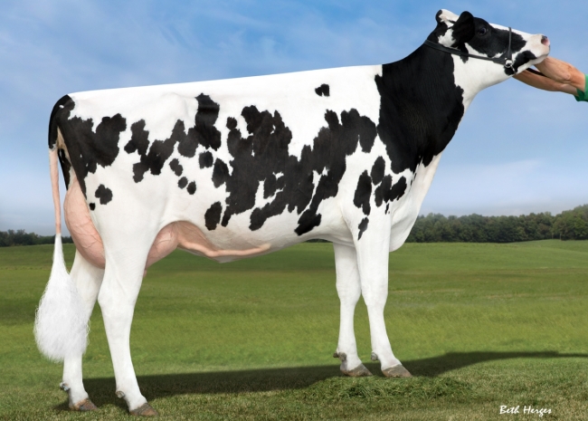 DOSE TAUREAU GRANDMARSH - NUS003252198204 - 66A2777