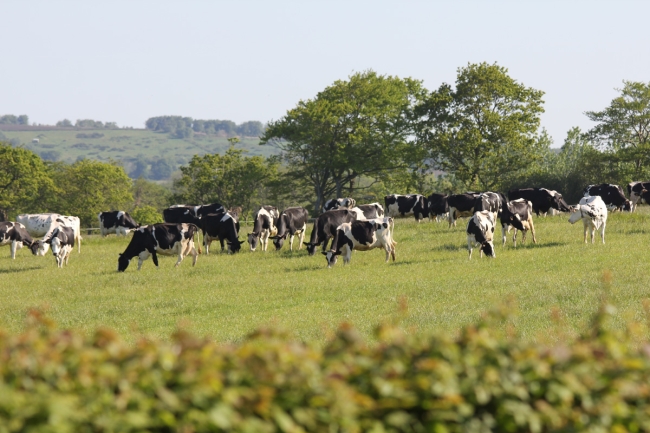 Bovins laitiers : conseil sur la conduite de tarissement