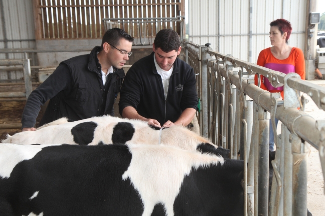 Offre sur-mesure suivi génisses