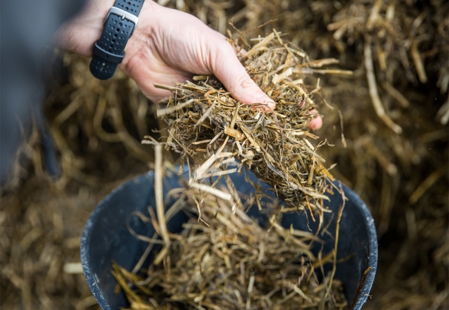 Consulting Maxinov : l'expertise nutrition