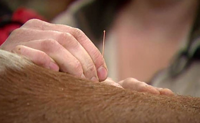 Découvrir l’intérêt de l’acupuncture pour les animaux 