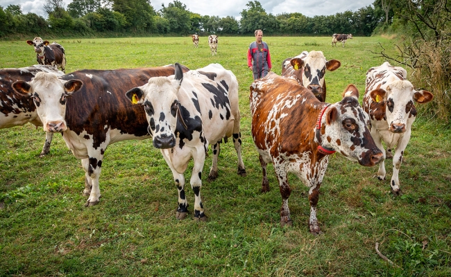 Signes de vache : le bien-être animal dans l'intérêt de l'éleveur