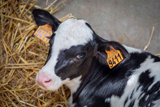 Caisse complémentaire