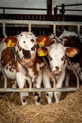 Calendrier reproduction