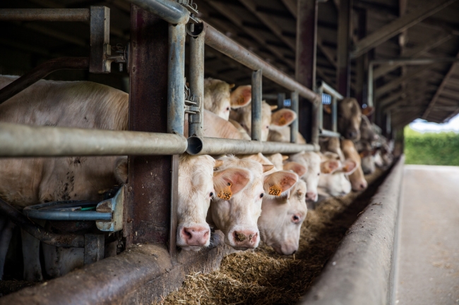 Synchronisation des chaleurs