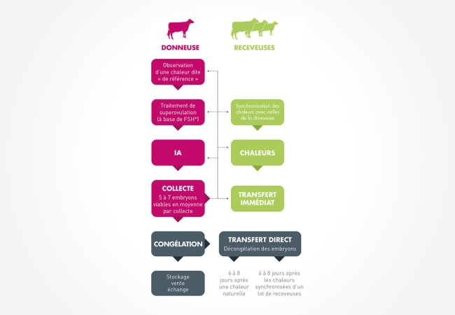 Transplantation embryonnaire
