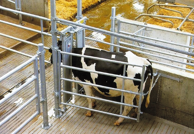 Audit contention en élevage bovin