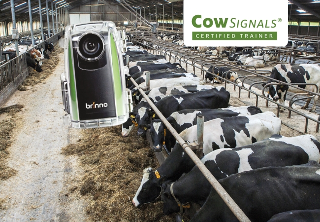 Consulting signes de vaches