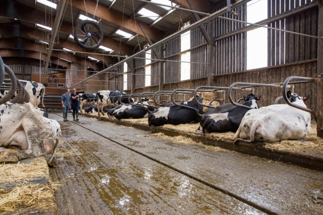 Les innovations génétiques : un indicateur de la résistance à la paratuberculose