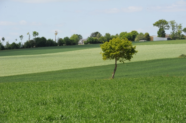 Cohérence et évolution du système cultural