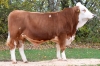 DOSE TAUREAU WALDURIS - NAT000888615168 - 3596487