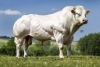DOSE SEXEE MALE 90 TAUREAU ELK 234 - YBE000460938657 - 2597044