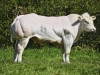 DOSE TAUREAU ELK 11 BBG - NBE000466565871 - 25A4839