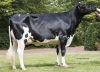 DOSE TAUREAU KEITH - NDE000359556232 - 6692829