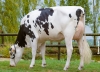 DOSE TAUREAU GERRY - NDE001405290992 - 6694784