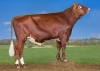 DOSE SEXEE FEM 90 TAUREAU VR VENUS - XDK000000038300 - 44A0125