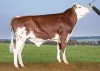 DOSE TAUREAU VR HERLUF - NDK000000038374 - 44A1716