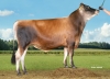 DOSE TAUREAU VJ HIGHLAN - NDK000000304911 - 1597108