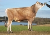DOSE TAUREAU VJ DANKA - NDK000000305206 - 15A1722