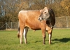 DOSE TAUREAU VJ DANKA - NDK000000305206 - 15A1722