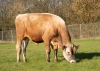 DOSE TAUREAU VJ DANKA - NDK000000305206 - 15A1722