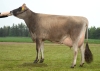 DOSE TAUREAU VJ DANKA - NDK000000305206 - 15A1722
