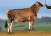 DOSE TAUREAU VJ JAM - NDK000000305457 - 15A4169