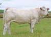 DOSE TAUREAU OBI - NFR0200776551 - 3895909