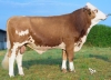DOSE TAUREAU SCORPION - NFR0201618501 - 35A0684