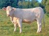 DOSE TAUREAU RISOTTO - NFR0332720855 - 3897303