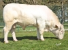 DOSE TAUREAU RISOTTO - NFR0332720855 - 3897303