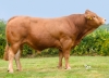 DOSE TAUREAU UKAWA - NFR0334094921 - 34A3363