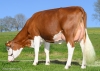 DOSE TAUREAU UPSOR - NFR0511057454 - 46A3853