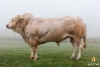 DOSE TAUREAU HENAN - NFR1213018120 - 7985403