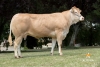 DOSE TAUREAU HENAN - NFR1213018120 - 7985403