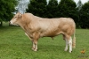 DOSE TAUREAU ILLUSTRE - NFR1213018194 - 7987242
