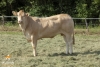 DOSE TAUREAU ILLUSTRE - NFR1213018194 - 7987242