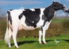 DOSE TAUREAU LOCKWOOD - NFR1215114071 - 6689483