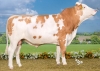 DOSE TAUREAU MIDLANDE - NFR1216029809 - 3591752
