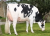 DOSE TAUREAU OLIMON P - NFR1218032565 - 6693217