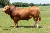 DOSE TAUREAU OBSUM PO - NFR1219026829 - 3496292